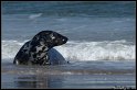 Helgoland_115