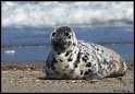 Helgoland_116