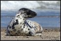 Helgoland_117