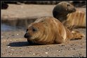 Helgoland_121