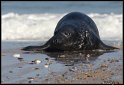 Helgoland_122