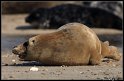 Helgoland_128