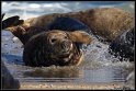 Helgoland_129