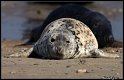 Helgoland_132