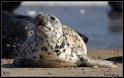 Helgoland_133