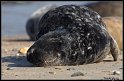 Helgoland_135