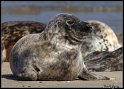 Helgoland_136