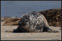 Helgoland_137