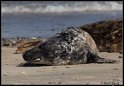 Helgoland_138