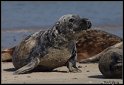 Helgoland_139