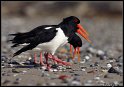 Helgoland_143