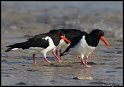 Helgoland_146