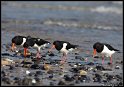 Helgoland_147