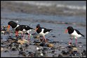 Helgoland_148