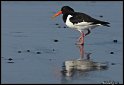 Helgoland_156