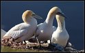 Helgoland_178