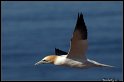 Helgoland_191