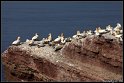 Helgoland_193