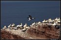 Helgoland_200